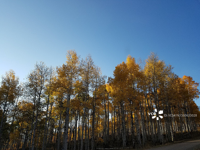 美国科罗拉多州，秋季晴空下田野上的树木图片素材