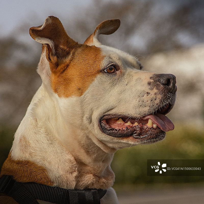 混血人在葡萄牙看向远方特写图片素材