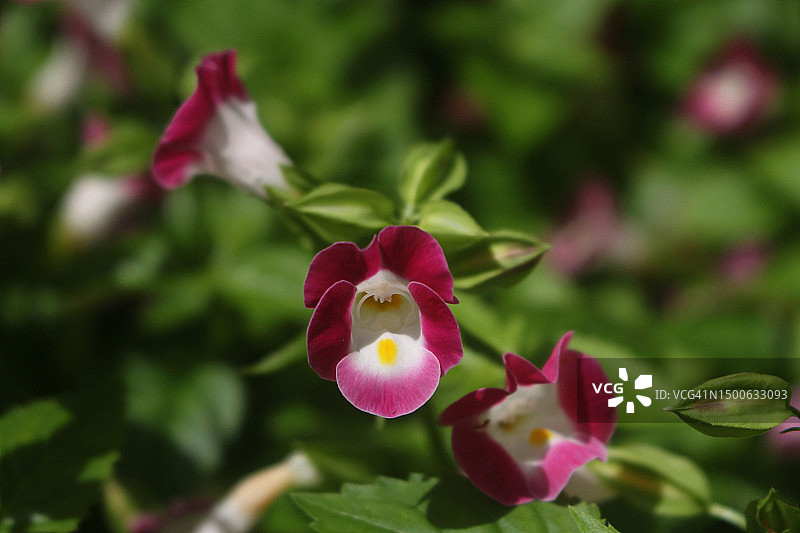 越南胡志明市的粉色植物特写图片素材