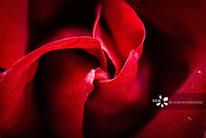 红玫瑰特写图片素材