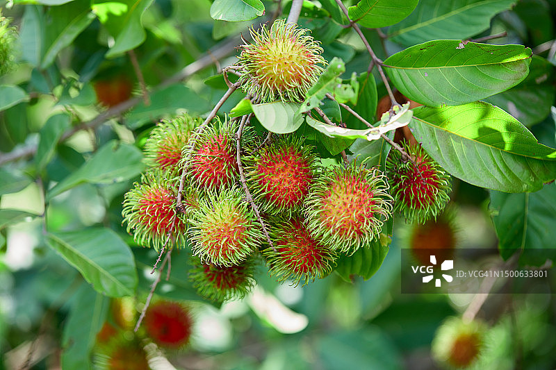 泰国沙缴府植物上生长的荔枝特写图片素材