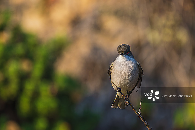 智利萨帕亚尔，栖息在植物上的鸣禽山雀特写图片素材