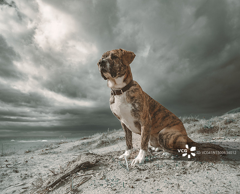 西班牙多云天空下的纯种比特犬侧面图片素材
