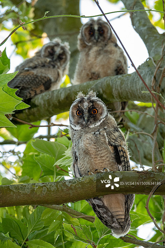 两只猫头鹰栖息在树上，荷兰赞丹图片素材