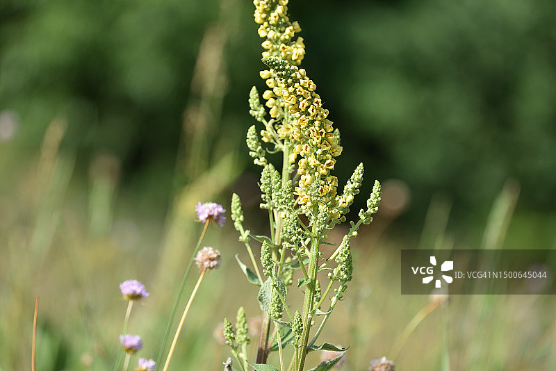 毛蕊花图片素材