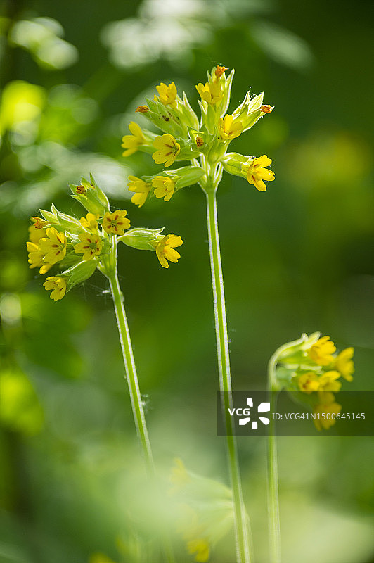 特写镜头下的杠柳图片素材