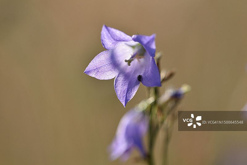 风铃草图片素材