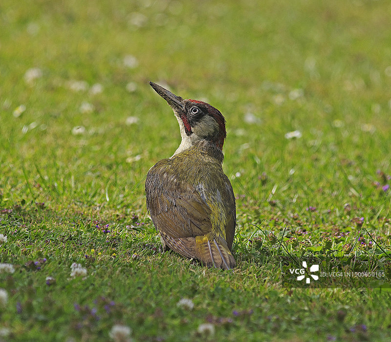 绿啄木鸟(Picus viridis)图片素材