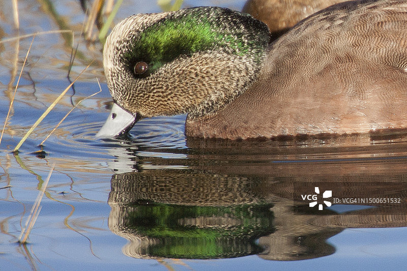 正在觅食的绿头鸭雄鸟特写，水面有倒影图片素材