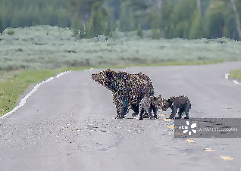灰熊和幼崽在黄石生态区高速公路上行走图片素材