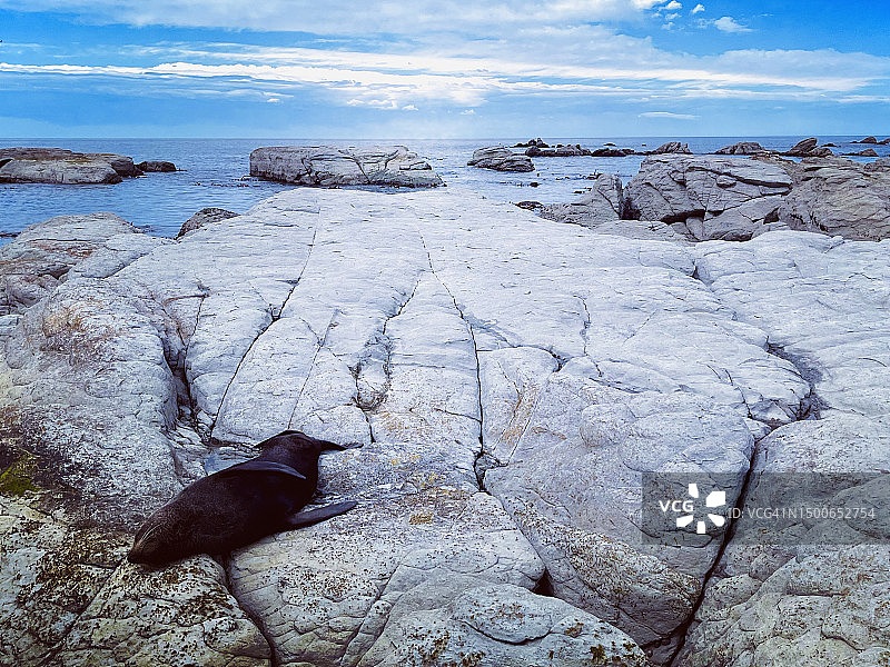 新西兰坎特伯雷海域，海豹在岩石上的高角度景观图片素材