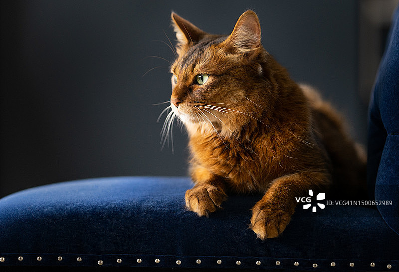 猫咪坐在挪威哈卡达尔的椅子上图片素材