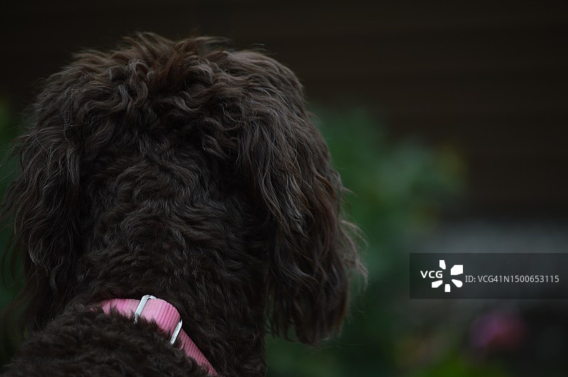 棕色猎犬在茂密草丛中远望的特写图片素材