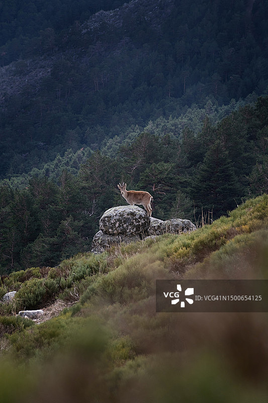 西班牙马德里山坡岩石上的山羊景色图片素材