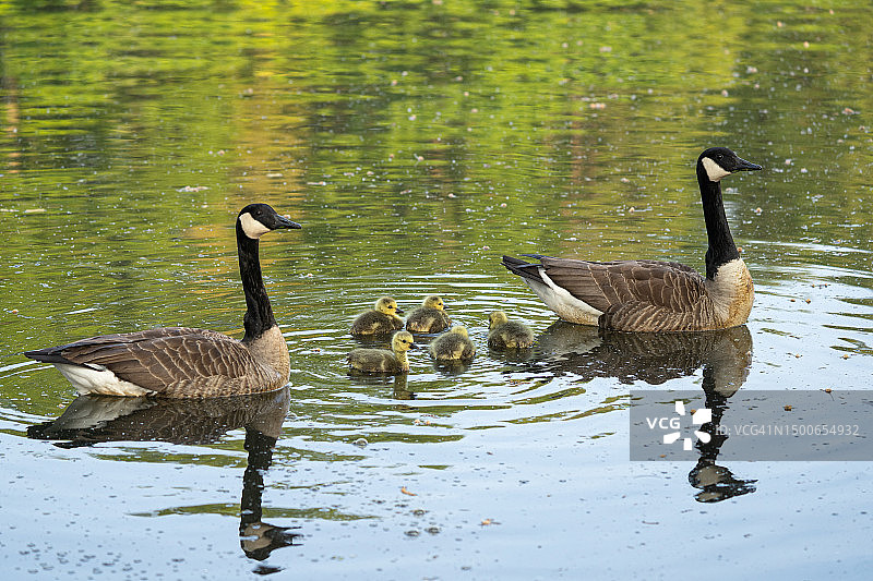 母鸭和小鸭在德国的池塘里图片素材