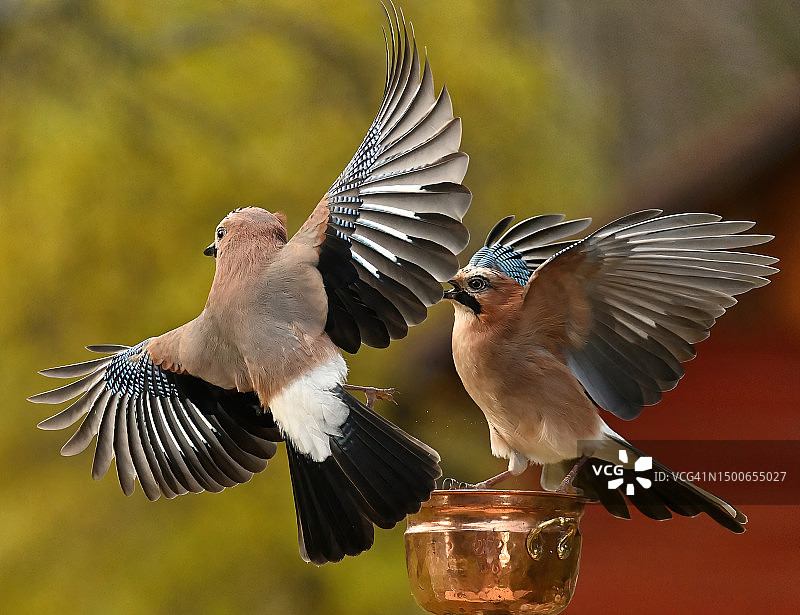 芬兰利佩里的JAYS队图片素材