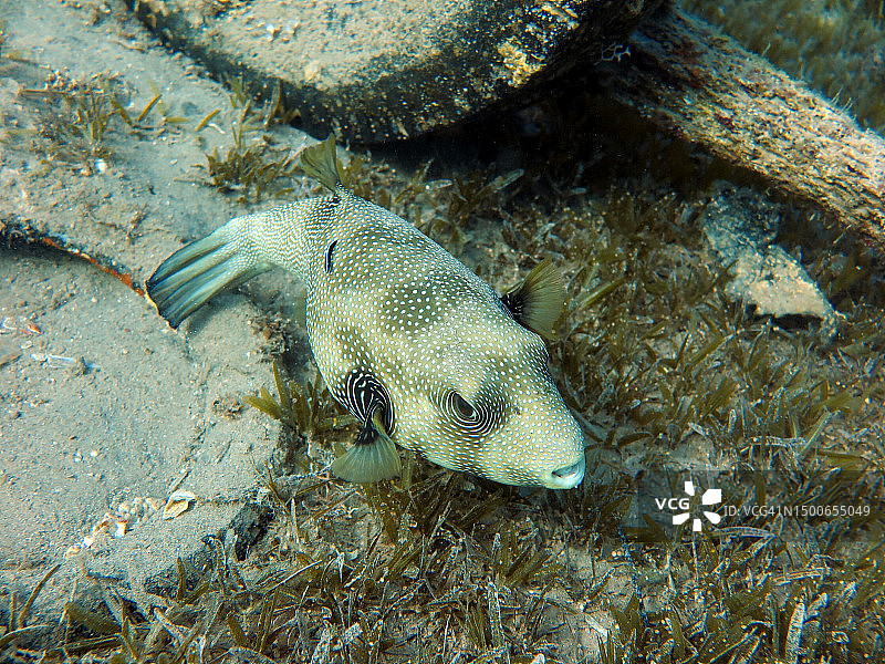 河豚鱼宝宝图片素材