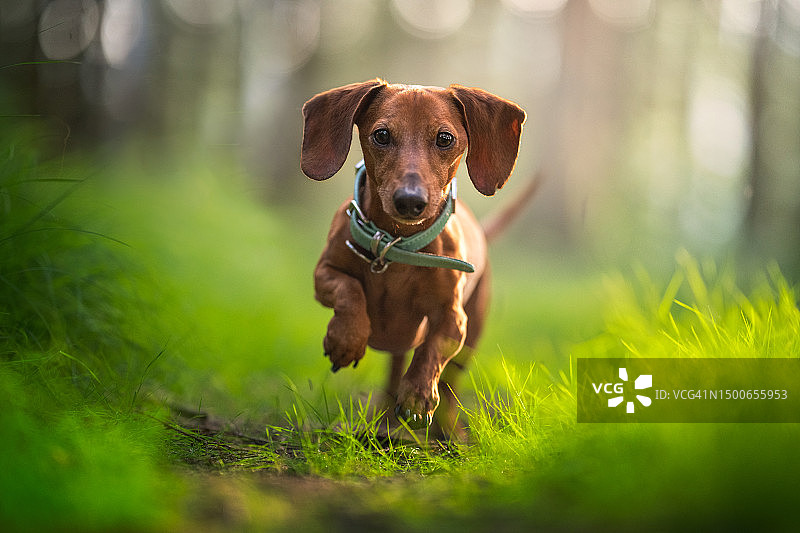 在田野上奔跑的腊肠犬肖像（波兰）图片素材