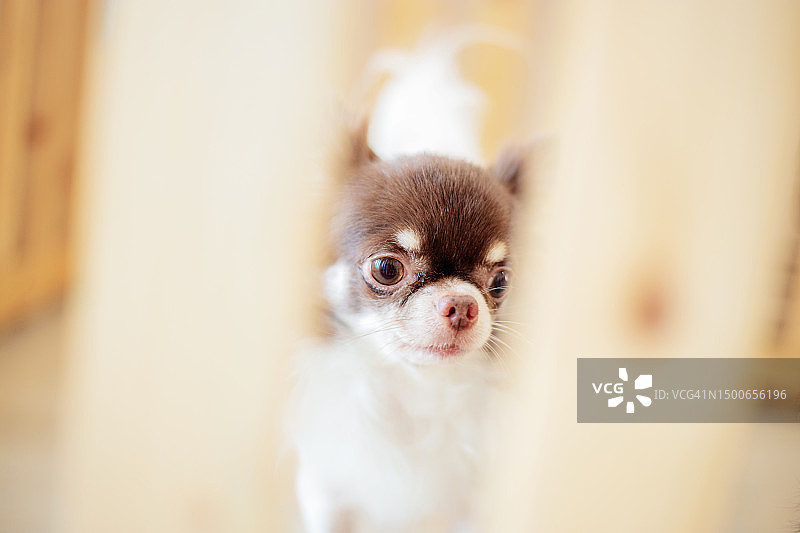 笼子里的狗，模糊背景，罗马尼亚图片素材