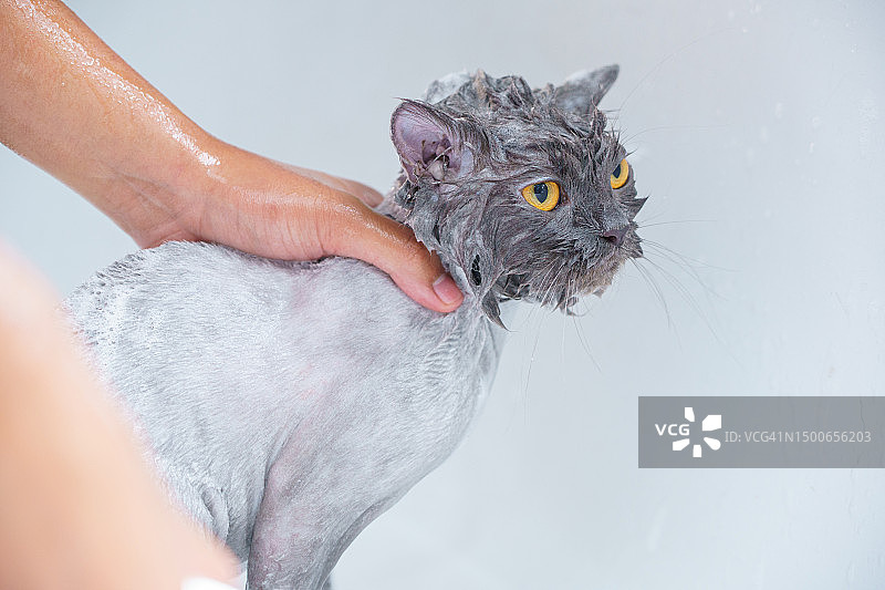 男人给灰猫洗澡，罗马尼亚图片素材