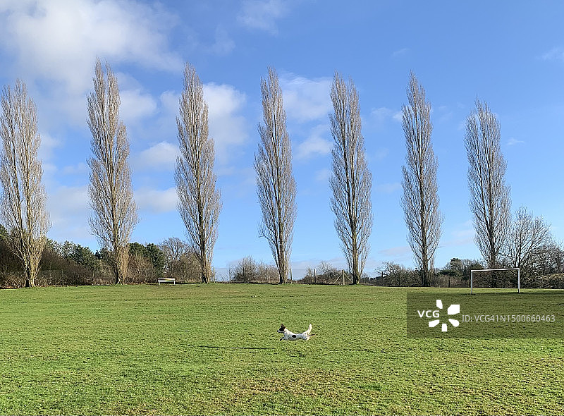 公园里的春季猎犬图片素材