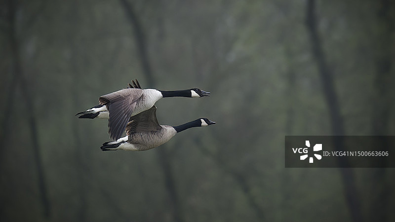 低角度拍摄：一对加拿大雁在荷兰Strijensas的天空中飞翔图片素材