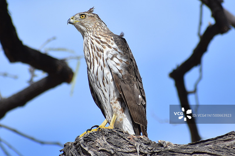 库珀鹰栖息在树枝上，以晴朗的天空为背景的低角度仰视图片素材