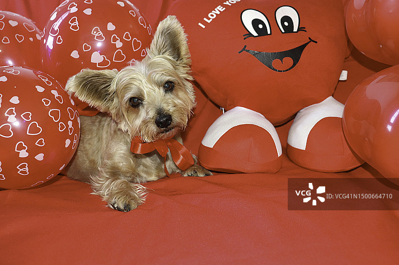 床上抱着红色气球的约克夏梗犬肖像，西班牙图片素材