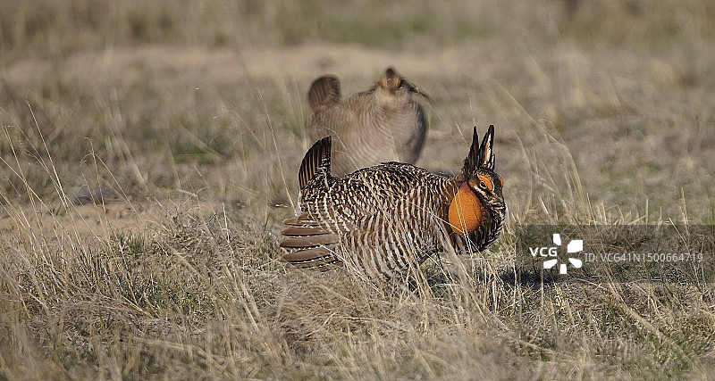 草原小鸡，美国堪萨斯州奥克利图片素材
