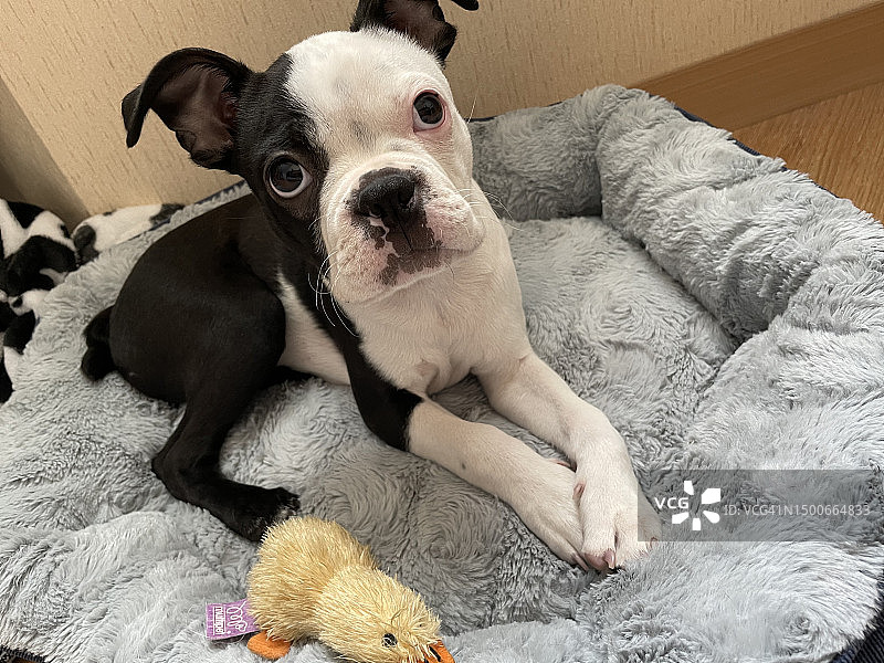 波士顿梗犬在家中床上放松休息的肖像图片素材