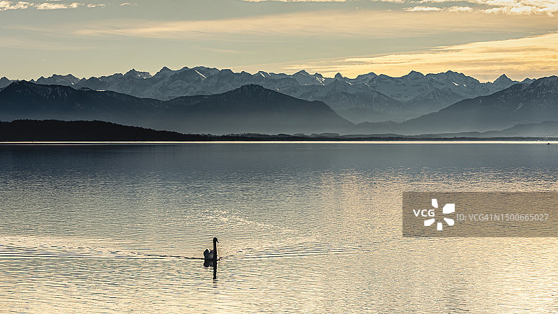 日落时，一只鸭子在湖上对着山的全景图片素材