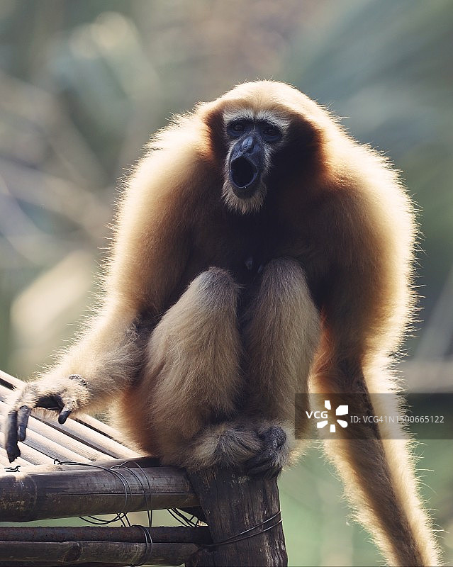 白眉长臂猿坐在树枝上特写图片素材