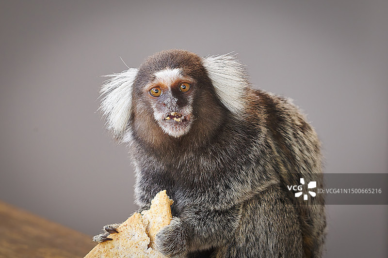狨猴吃食物的特写肖像，摄于巴西巴伊亚州图片素材