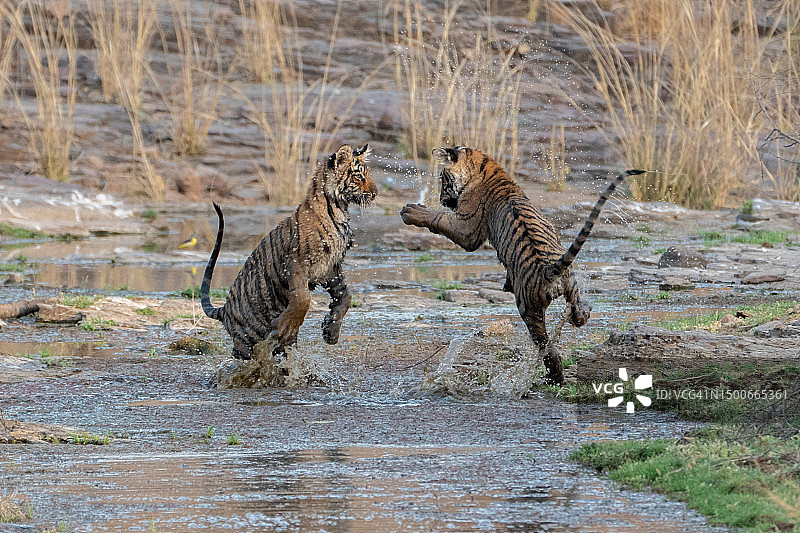 嬉戏的小老虎图片素材