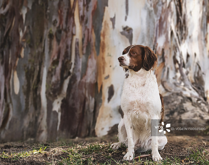 可爱的激飞猎犬坐在西班牙的田野上图片素材