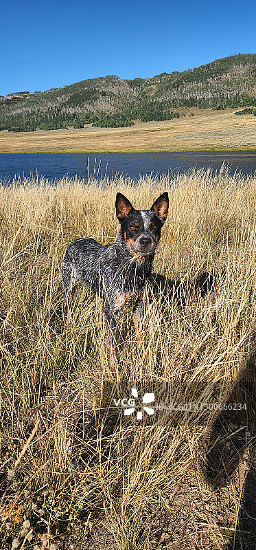 在美国犹他州桑皮特县草地上休息的澳洲纯种牧牛犬肖像图片素材