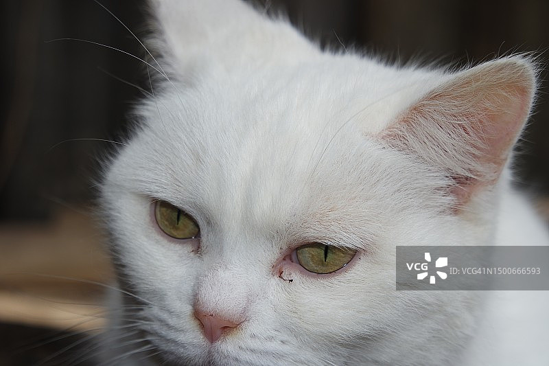 英国卢顿白色猫咪面部特写图片素材