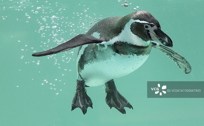 洪堡企鹅在海中游泳图片素材
