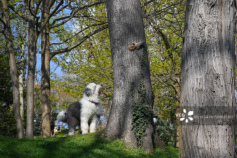 狩猎火鸡图片素材