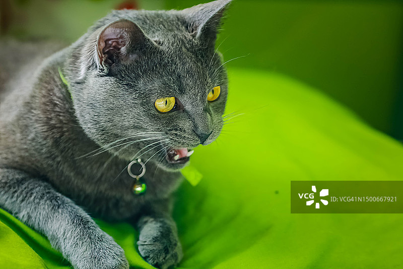 英国短毛蓝猫在绿叶上，乌克兰图片素材