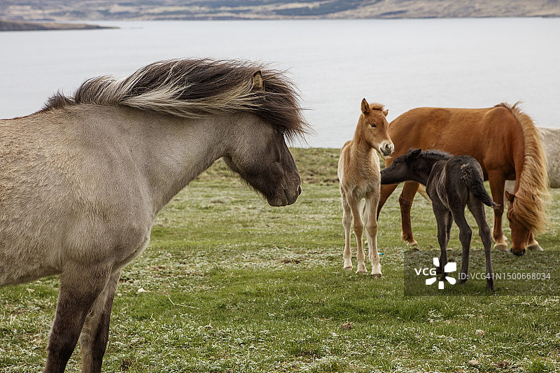 冰岛马在吃草的田野上，以天空为背景的特写图片素材