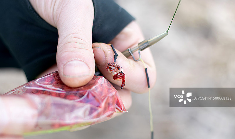 渔夫在鱼钩上放小鱼形饵、血虫或蚊子幼虫图片素材
