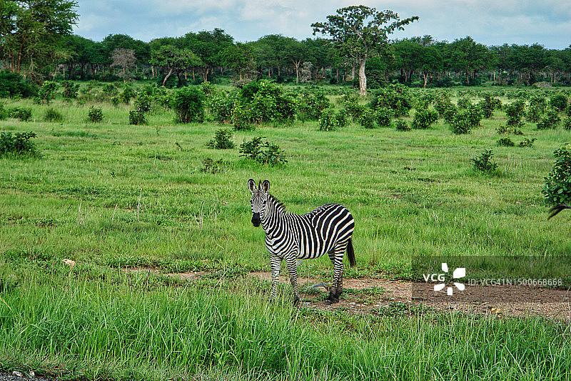 在坦桑尼亚米库米国家公园白天穿过田野的斑马图片素材