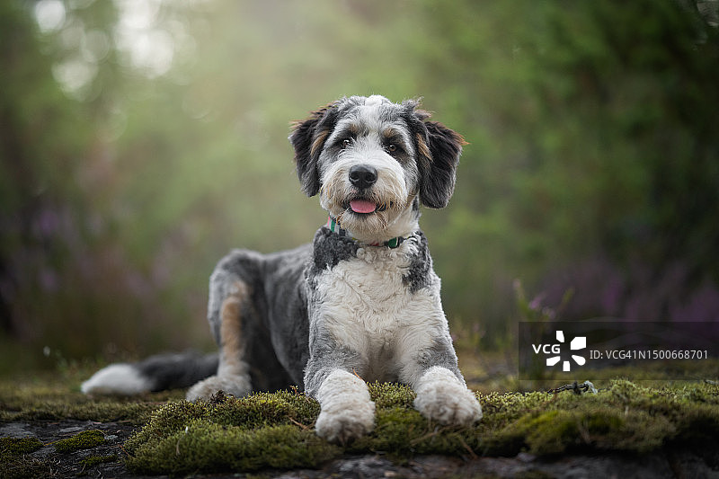 波兰岩石上坐着的胡须牧羊犬肖像图片素材