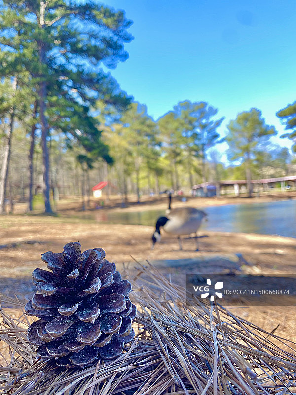 松果、松针，美国克莱顿县国际公园图片素材