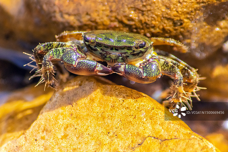 关于水生动物真蟹的有趣知识，突尼斯图片素材