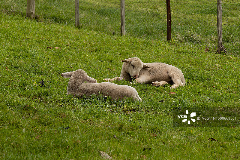 两只小羊在草地上睡觉图片素材