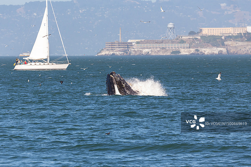 美国加利福尼亚州奥克兰海中灰鲸的俯视角度图片素材