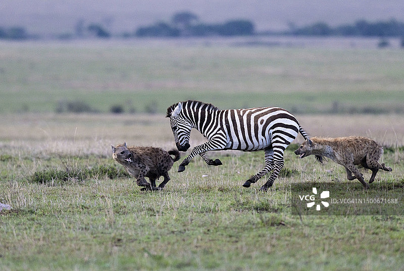 两只鬣狗在马赛马拉国家保护区攻击斑马图片素材