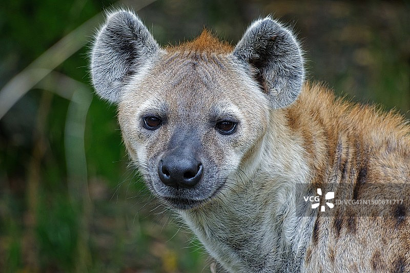 捷克共和国，鬣狗特写图片素材
